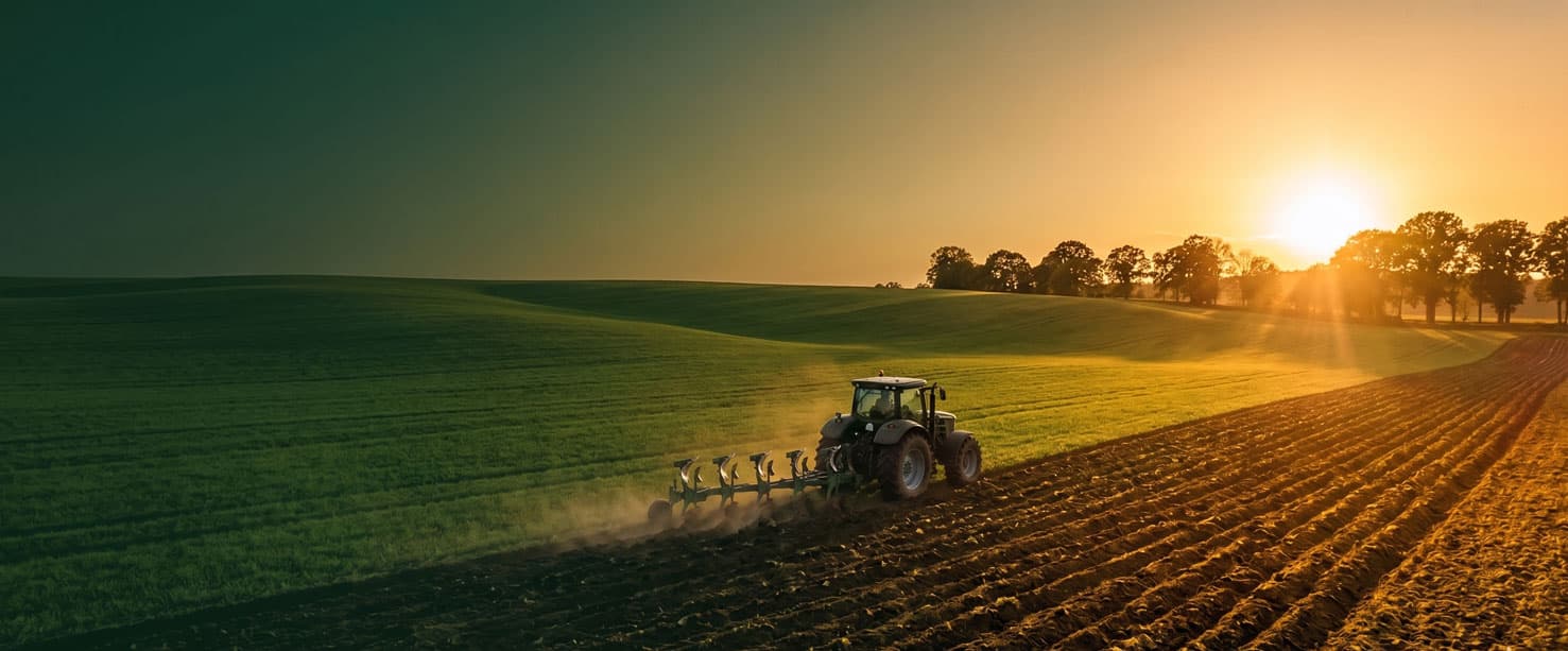 Campo agrícola verde